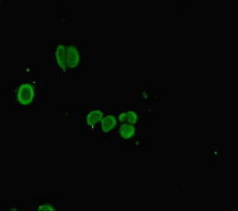 Plac8 Polyclonal Antibody - image 4