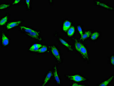 F9 Polyclonal Antibody - image 4