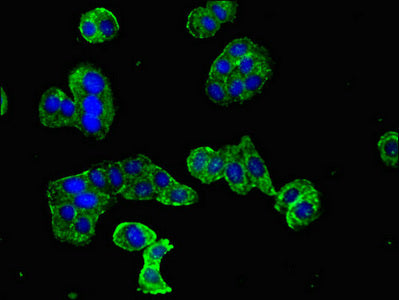 Doc2B Polyclonal Antibody - image 3