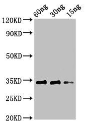 Major Pollen Allergen Aln G 1 Polyclonal Antibody - image 2