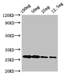 Alba Polyclonal Antibody - image 2