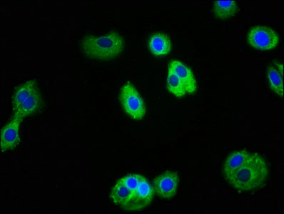 Il1R1 Polyclonal Antibody - image 4