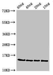 Pona Polyclonal Antibody - image 2