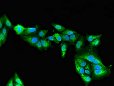 Mybpc2 Polyclonal Antibody - image 3