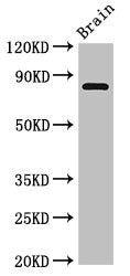Loxl4 Polyclonal Antibody - image 2