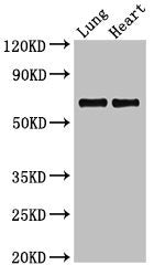 Poll Polyclonal Antibody - image 3