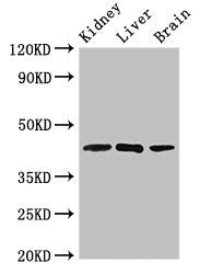 Klf12 Polyclonal Antibody - image 2