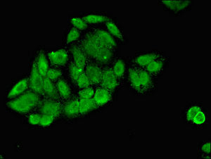 Slc25A1 Polyclonal Antibody - image 3