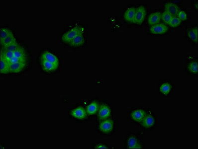 Il2Ra Polyclonal Antibody - image 4