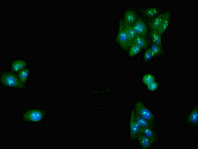Slc32A1 Polyclonal Antibody - image 4