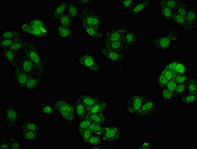 Mbd1 Polyclonal Antibody - image 3