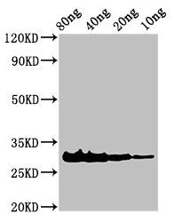 Snaclec Rhodocytin Subunit Alpha Polyclonal Antibody - image 2
