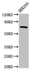 Immunohistochemistry of paraffin-embedded human kidney tissue using CAC11159 at dilution of 1:100