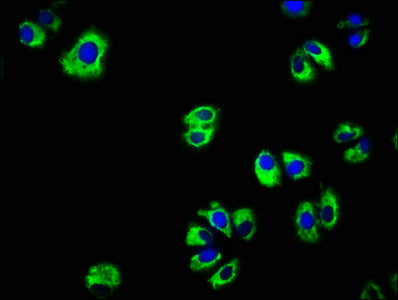 Egfr Polyclonal Antibody - image 3