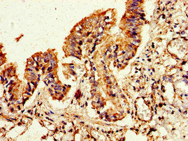 Immunohistochemistry of paraffin-embedded human kidney tissue using CAC11174 at dilution of 1:100