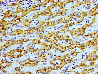 Agxt Polyclonal Antibody - image 4