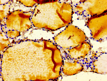 Igfbp6 Polyclonal Antibody - image 3