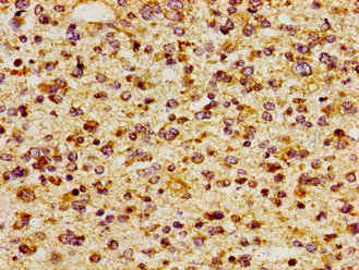 Immunohistochemistry of paraffin-embedded human kidney tissue using CAC11195 at dilution of 1:100