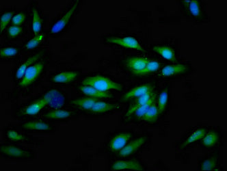 Itgav Polyclonal Antibody - image 5