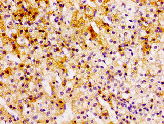 Immunohistochemistry of paraffin-embedded human heart tissue using CAC11211 at dilution of 1:100
