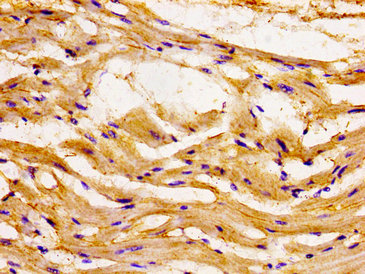 Ccl15 Polyclonal Antibody - image 3