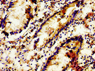 Lgr6 Polyclonal Antibody - image 4