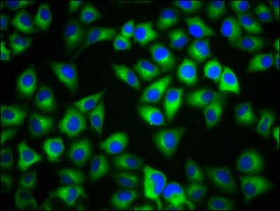 Mc1R Polyclonal Antibody - image 5