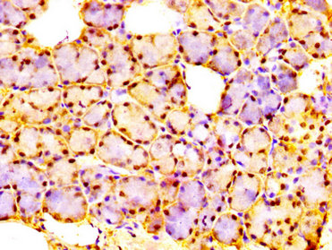 IHC image diluted at 1:300 and staining in paraffin-embedded human adrenal gland tissue performed on a Leica BondTM system. After dewaxing and hydration, antigen retrieval was mediated by high pressure in a citrate buffer (pH 6.0). Section was blocked with 10% normal goat serum 30min at RT. Then primary antibody (1% BSA) was incubated at 4°C overnight. The primary is detected by a biotinylated secondary antibody and visualized using an HRP conjugated SP system.