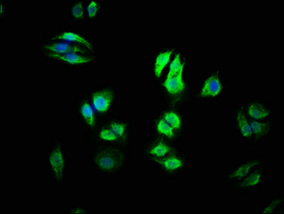 Uri1 Polyclonal Antibody - image 5