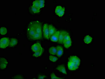 Pold3 Polyclonal Antibody - image 4