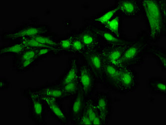 Npas2 Polyclonal Antibody - image 5