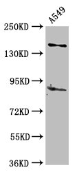 Aff2 Polyclonal Antibody - image 2