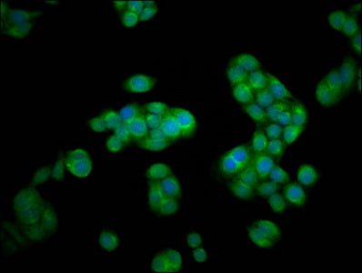 Hexa Polyclonal Antibody - image 4