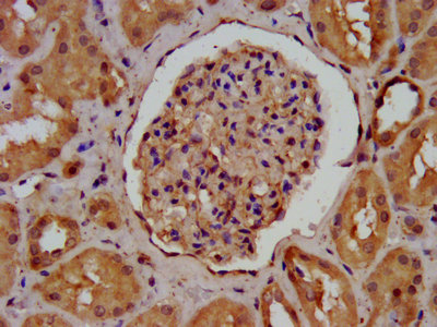 Agrn Polyclonal Antibody - image 5