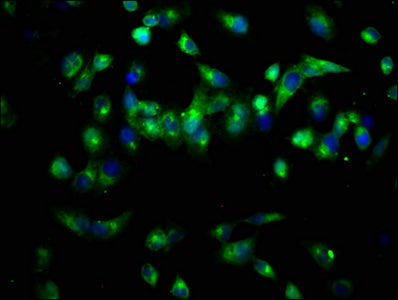 Pam Polyclonal Antibody - image 5