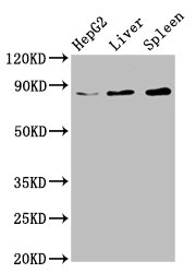 Immunofluorescence staining of Hela cells with CAC11327 at 1:66, counter-stained with DAPI. The cells were fixed in 4% formaldehyde, permeabilized using 0.2% Triton X-100 and blocked in 10% normal Goat Serum. The cells were then incubated with the antibody overnight at 4°C. The secondary antibody was Alexa Fluor 488-congugated AffiniPure Goat Anti-Rabbit IgG(H+L).