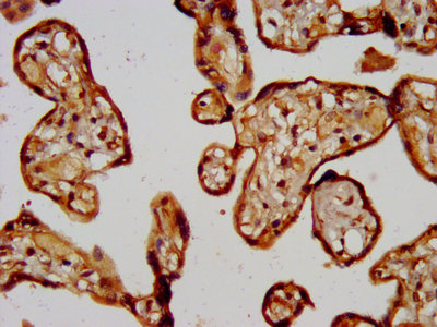 Cd300Lg Polyclonal Antibody - image 4