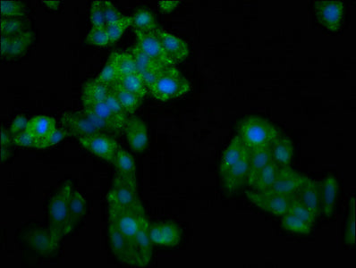 Gbp4 Polyclonal Antibody - image 5