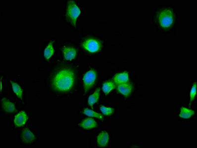 Als2Cr12 Polyclonal Antibody - image 3