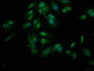 Fancl Polyclonal Antibody - image 3