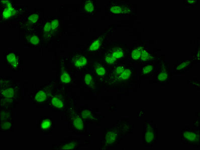 Raly Polyclonal Antibody - image 5