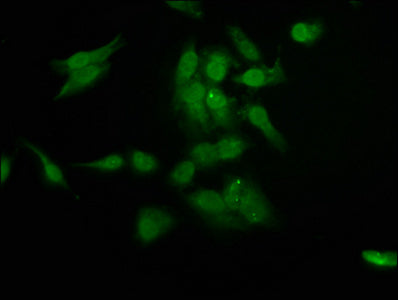 Rad54L2 Polyclonal Antibody - image 3