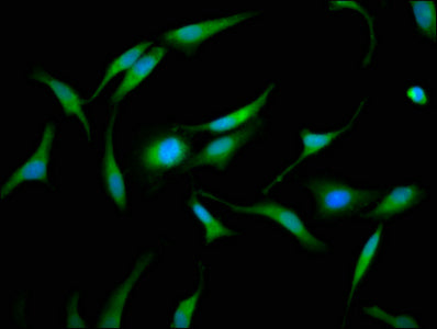 Gmds Polyclonal Antibody - image 3