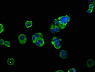 Adam8 Polyclonal Antibody - image 5