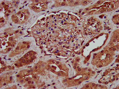 Gins1 Polyclonal Antibody - image 3