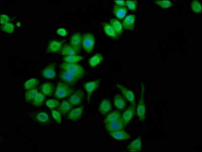 Ank3 Polyclonal Antibody - image 3