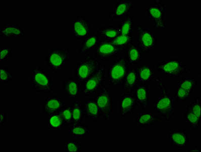 Ahnak2 Polyclonal Antibody - image 4
