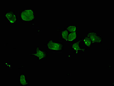 Syne2 Polyclonal Antibody - image 3