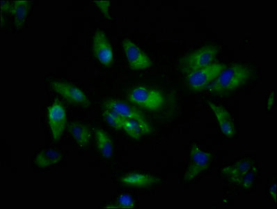Siglec10 Polyclonal Antibody - image 4