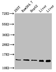IHC image diluted at 1:800 and staining in paraffin-embedded human testis tissue performed on a Leica BondTM system. After dewaxing and hydration, antigen retrieval was mediated by high pressure in a citrate buffer (pH 6.0). Section was blocked with 10% normal goat serum 30min at RT. Then primary antibody (1% BSA) was incubated at 4°C overnight. The primary is detected by a biotinylated secondary antibody and visualized using an HRP conjugated SP system.